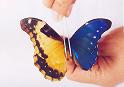 Morpho cacica gynandromorph (192) (Internet Image property of respective owner, non-commercial use only)